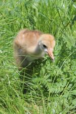 Red Yellow Black - 12th May 2014 Red Yellow Black - 12th May 2014